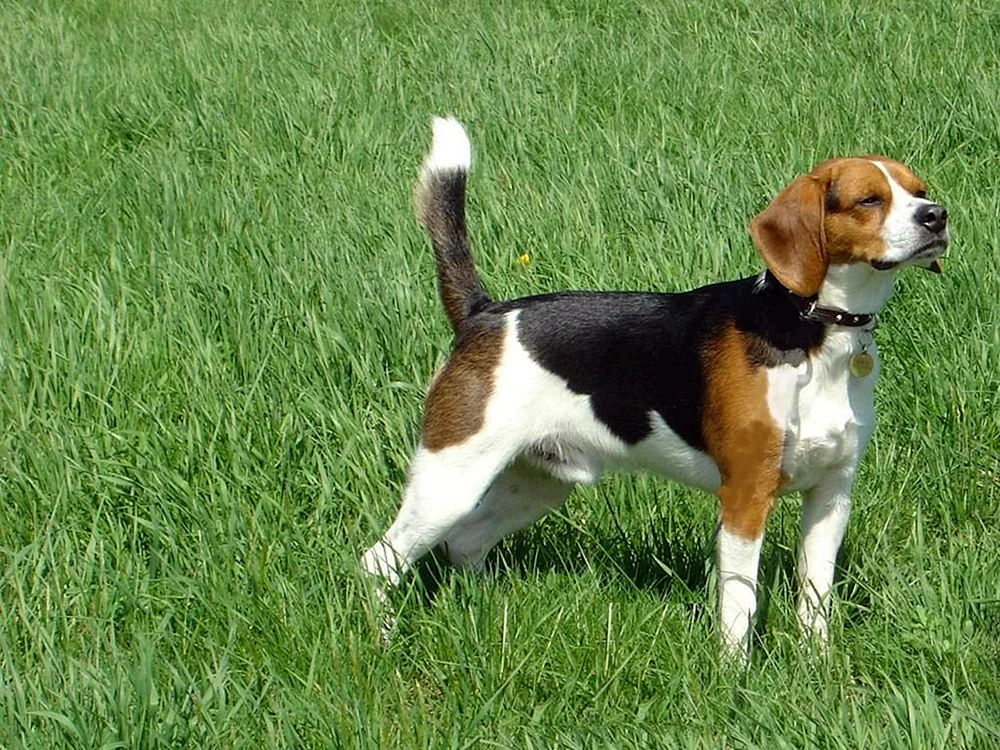 Beagle-Terrier