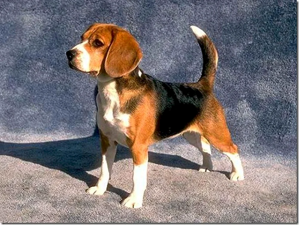 Beagle Terrier