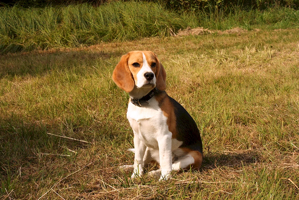 Beagle Terrier