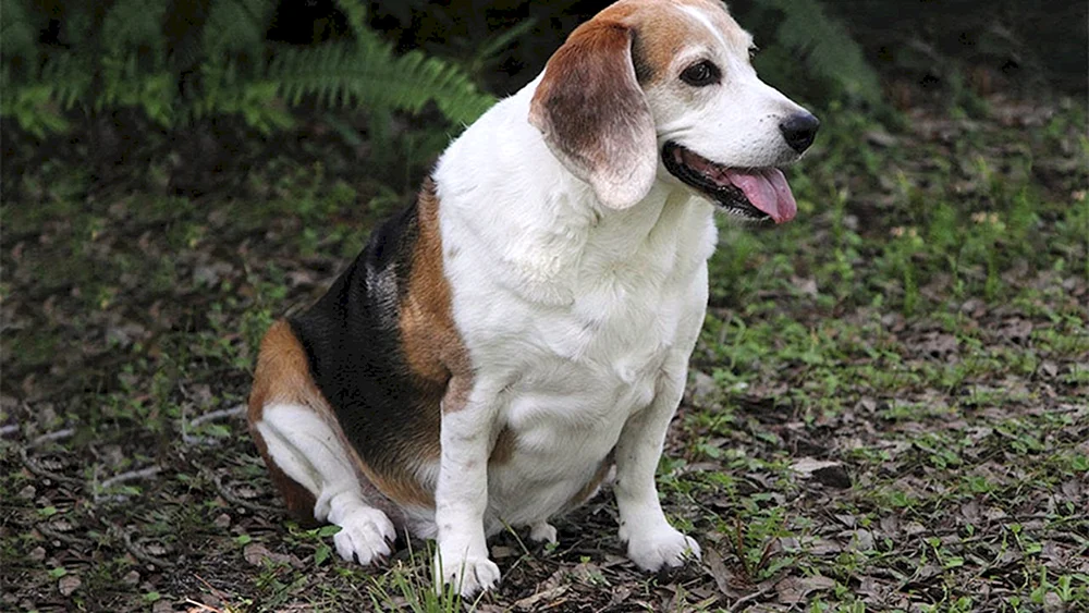 Hunderasse Beagle
