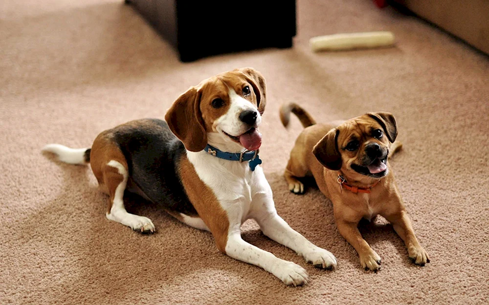 Beagle Terrier