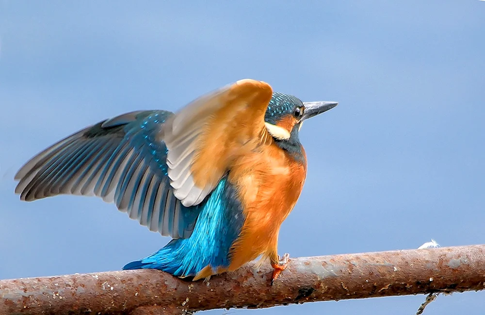 Häher garrulus glandarius