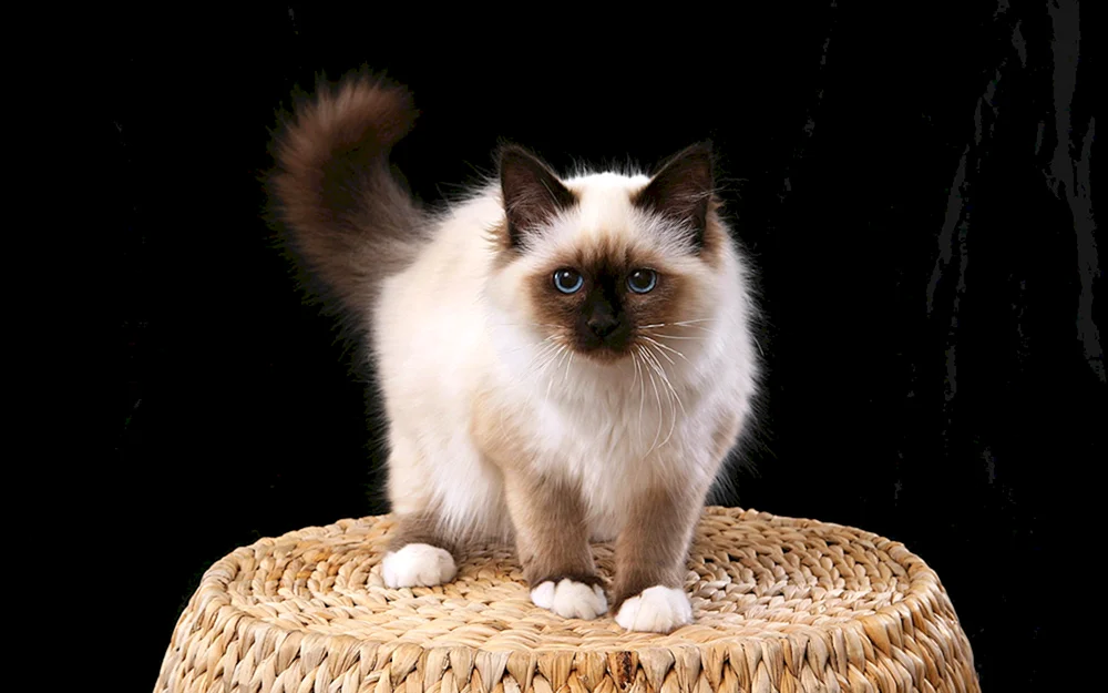 Himalayan Katze