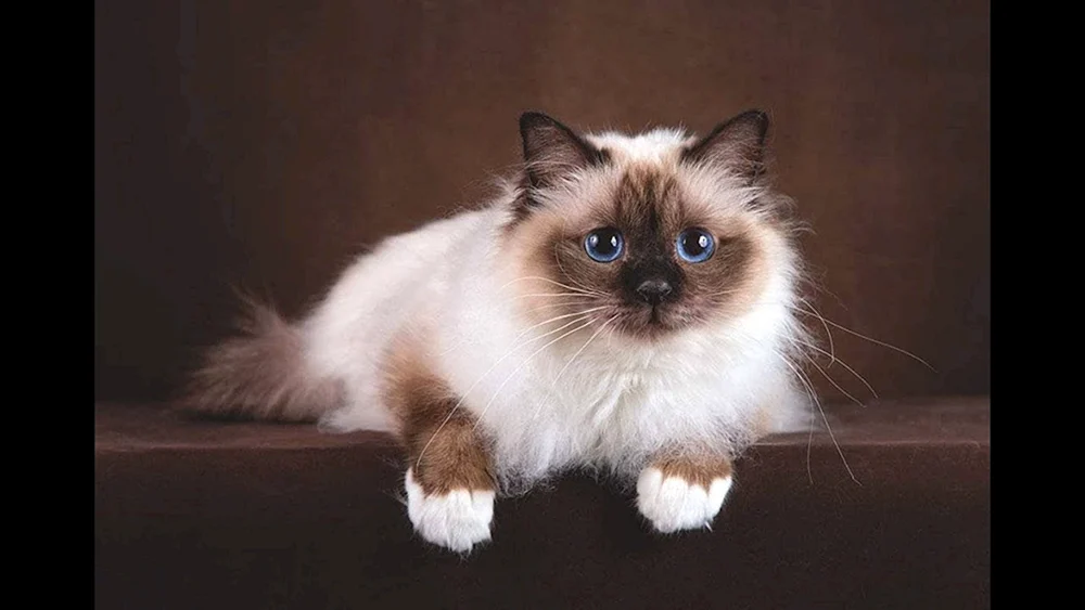 Burmesische Katze