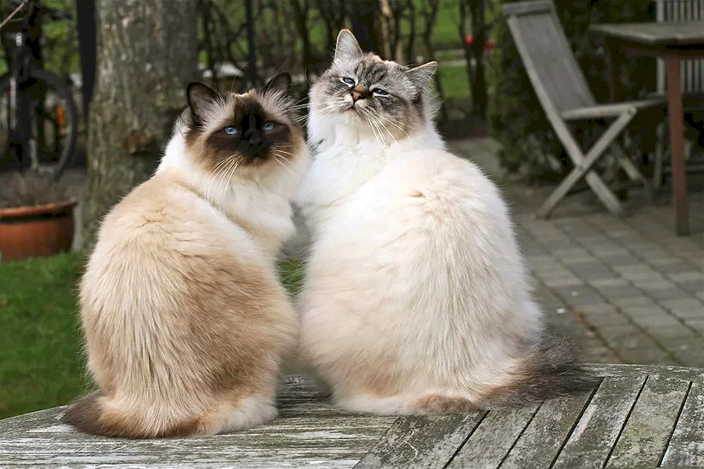 Burmesische Katze