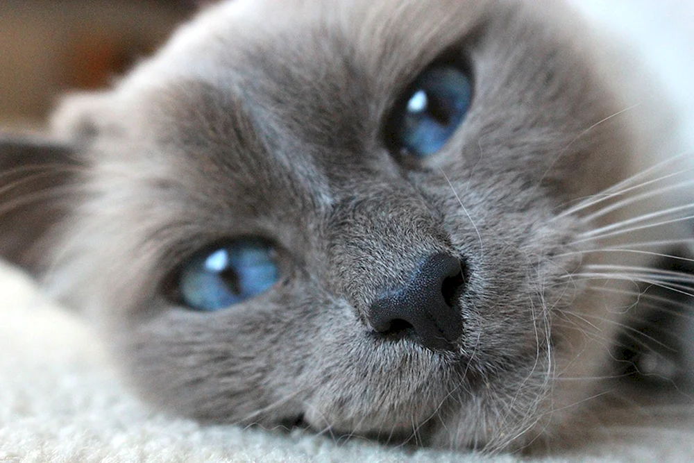 Sibirische blaue Glatthaarkatze