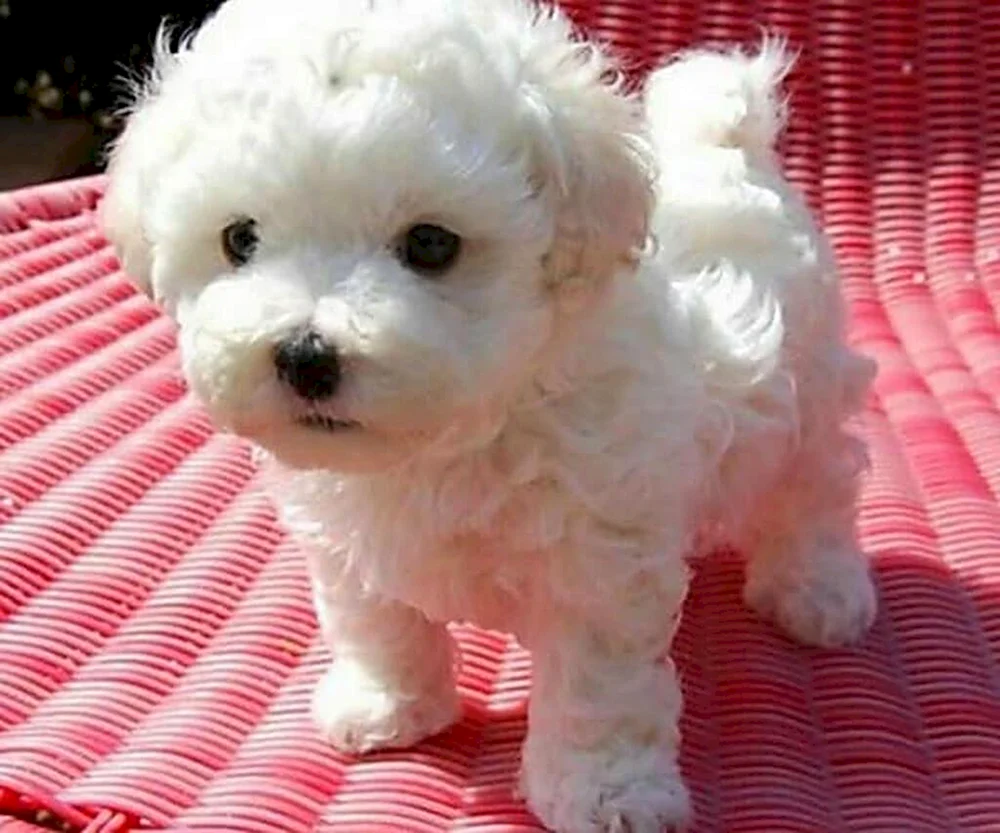 Pomeranian Zwergspitz White