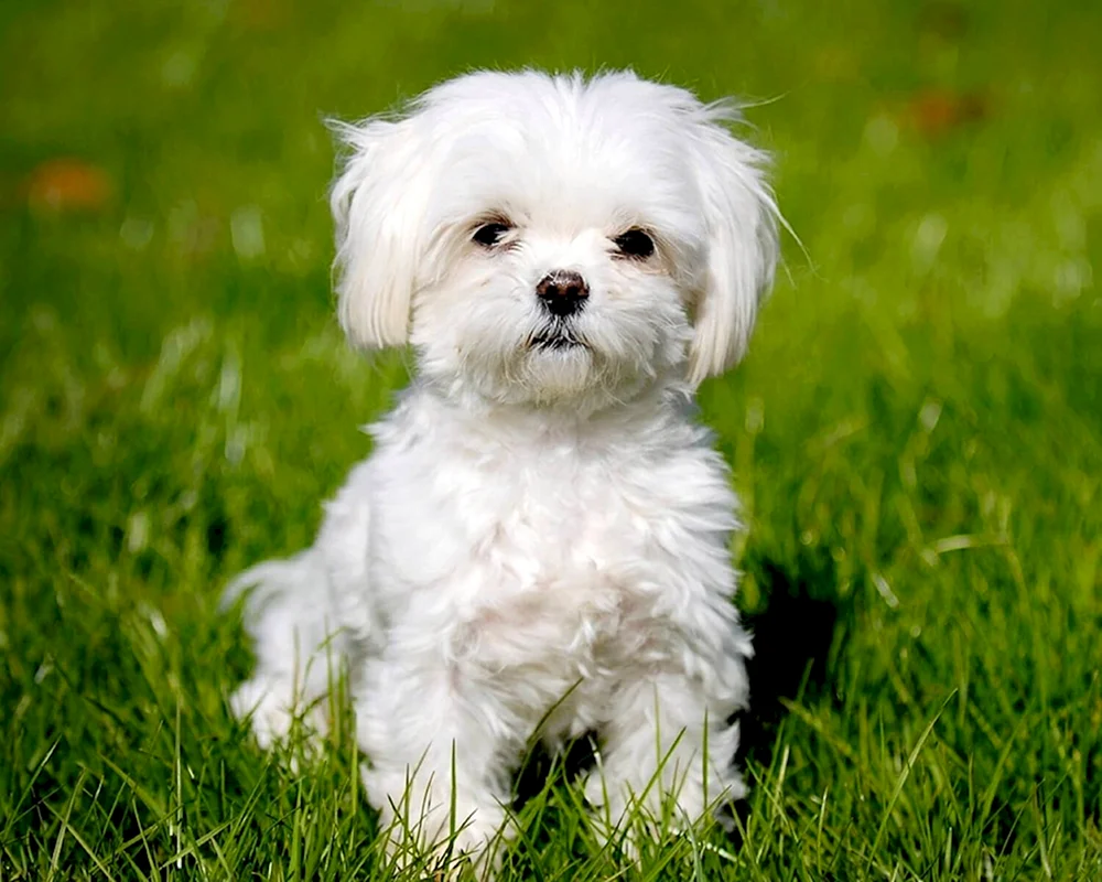 Bichon Bolognese