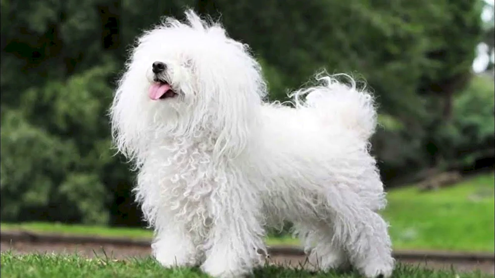 Bichon Bologneser Malteser Bologneser