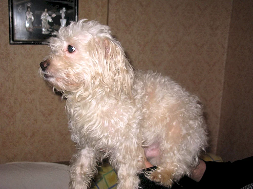 Bichon Bolognese Malteser Bologna Terrier