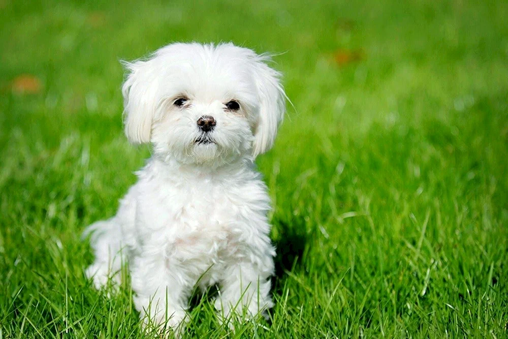 Bichon Bolognese Malteser Bologneser Malteser Bolognese