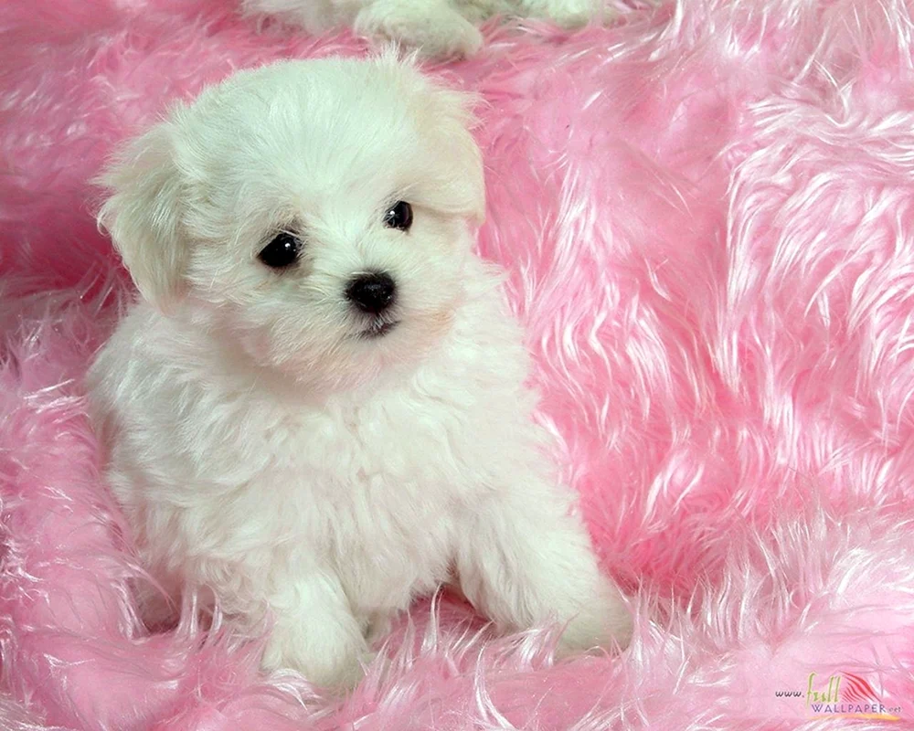 Malteser Schoßhund Teacup