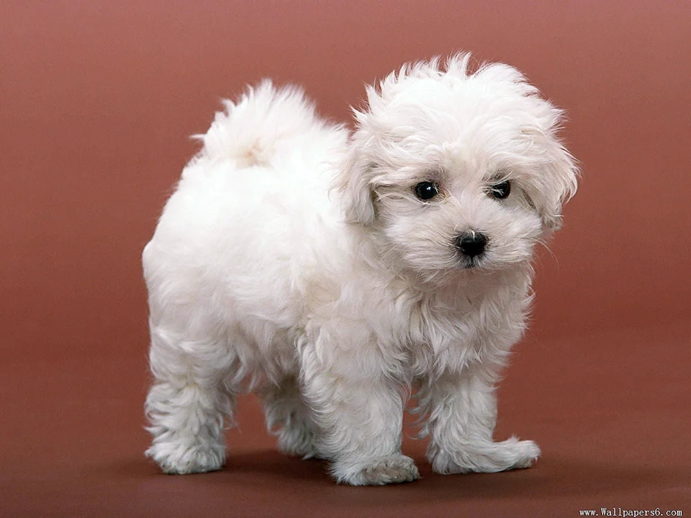 Bichon Frise