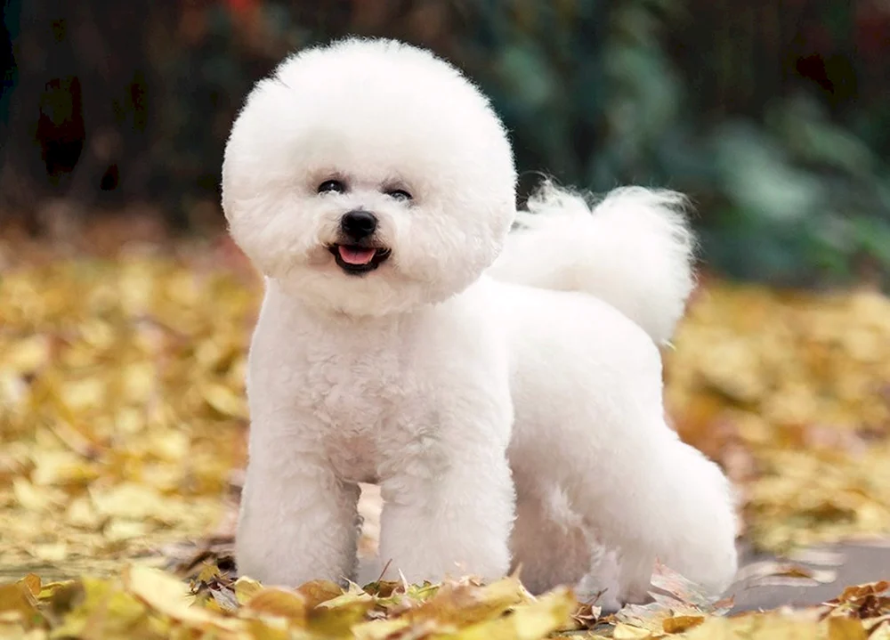 Bichon Frise