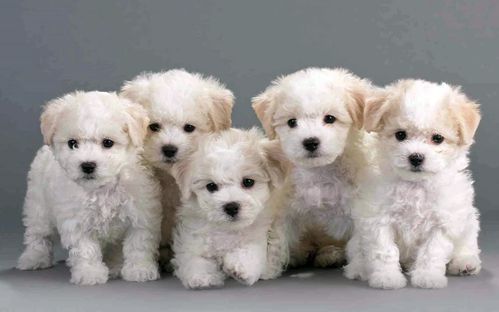 Bichon Frise