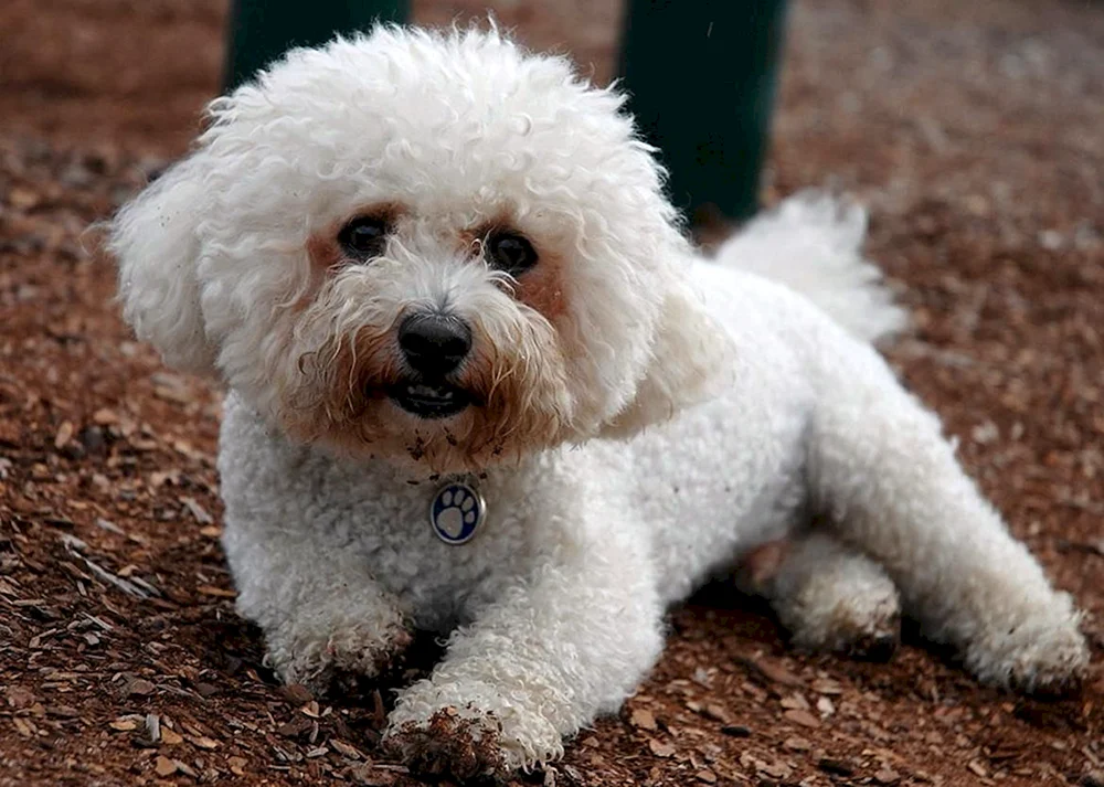 Bichon Bichon Hunde