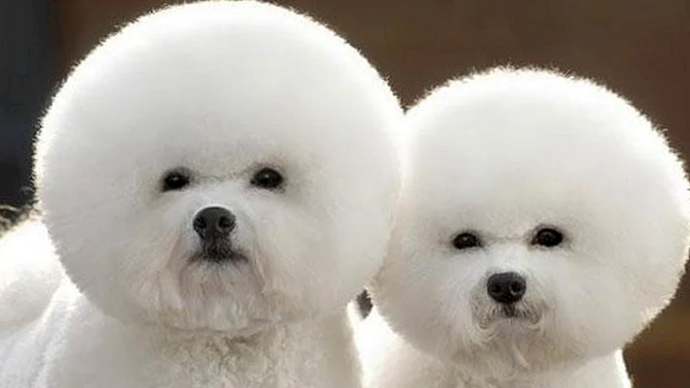 Bichon Frise