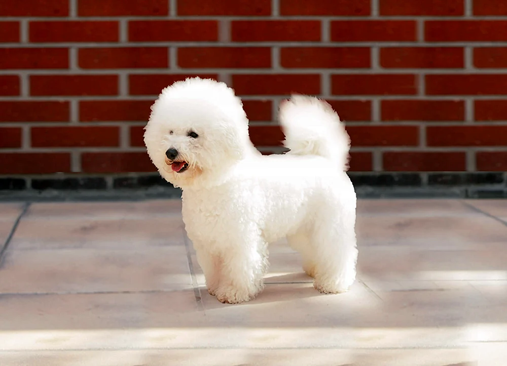 Malteser Bichon