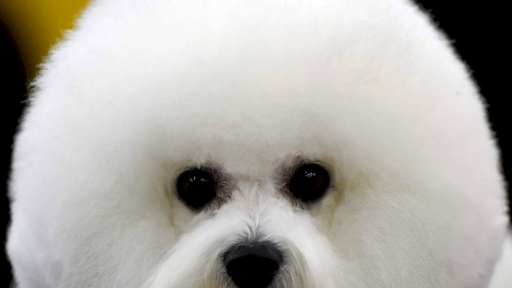 Chow Chow Hund