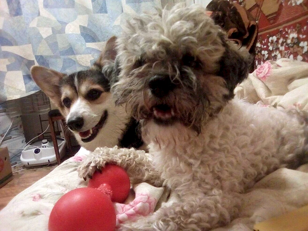 Beagle Yorkie.