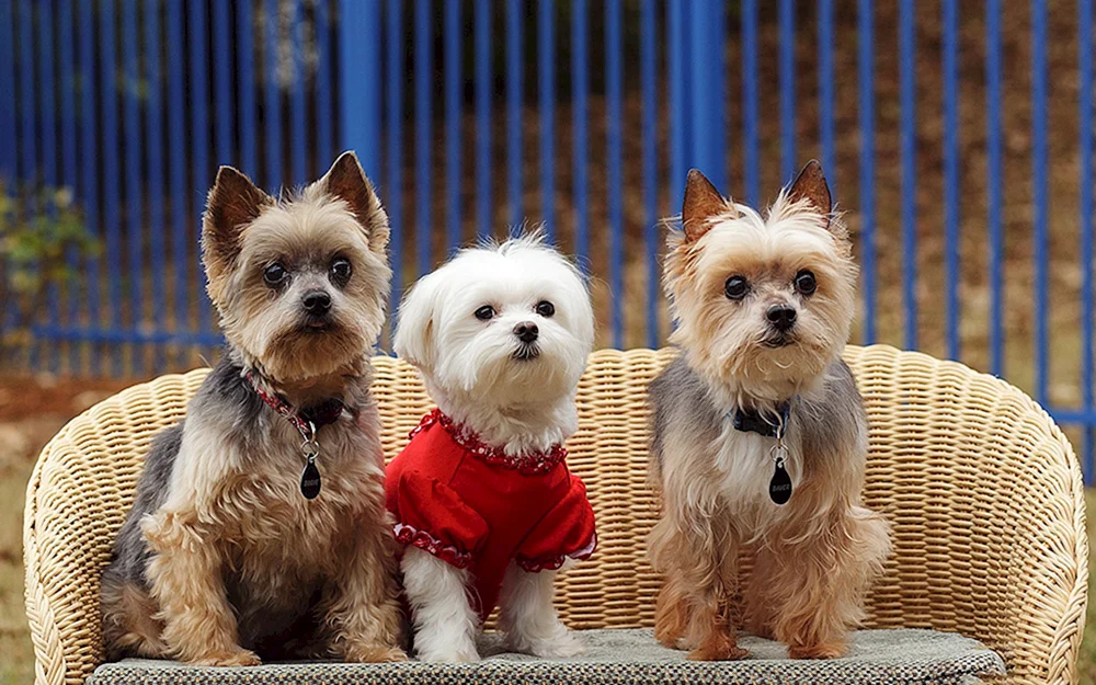 Beaver Yorkshire Terrier