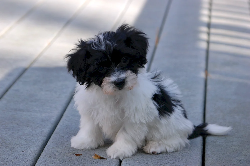 Havanese Bichon Weiß
