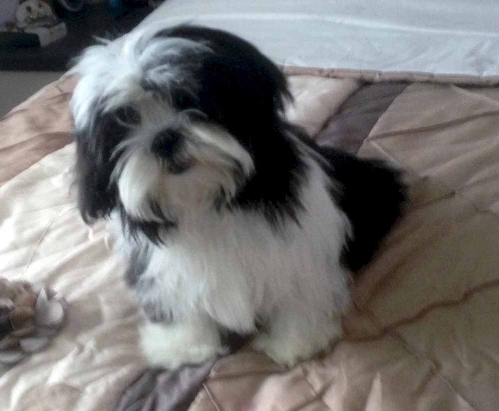 Bichon Shih Tzu