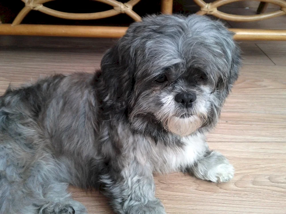 Bichon shih tzu.