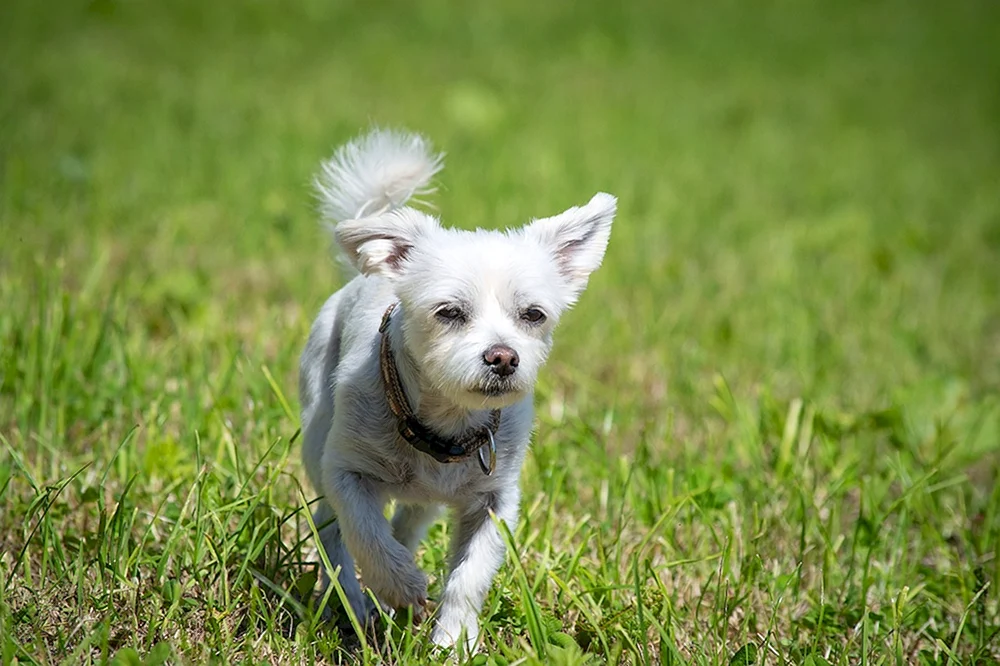 Bichon White Terrier