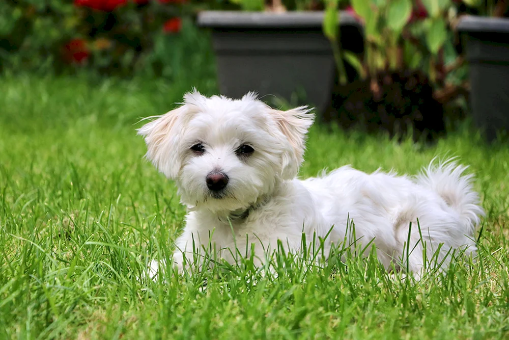 Bichon Terrier