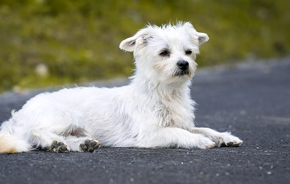 Bichon White Terrier