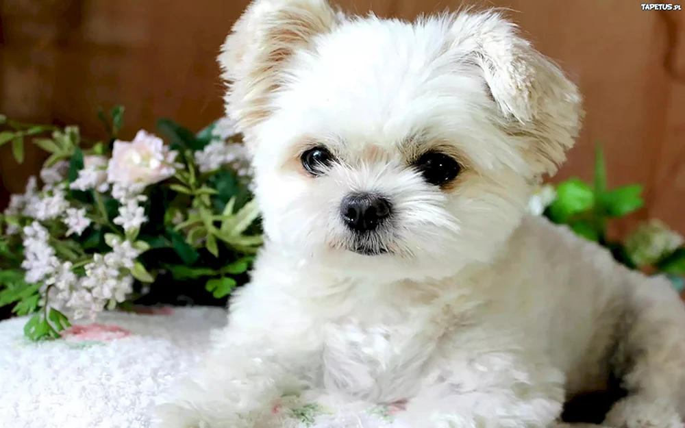 Maltese Bologna Maltipoo