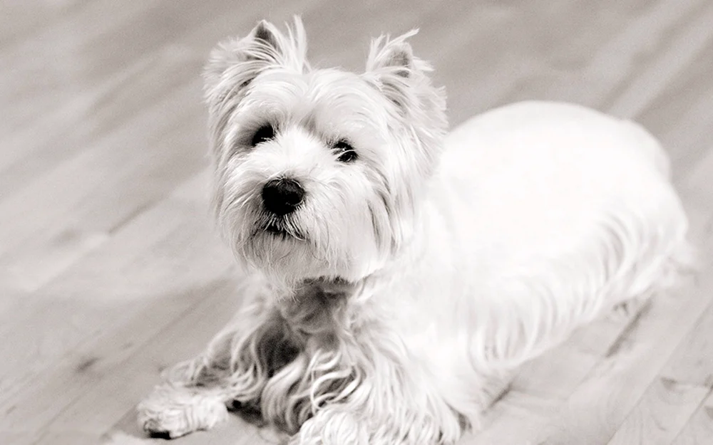Beaver Yorkshire Terrier Yorkshire Terrier