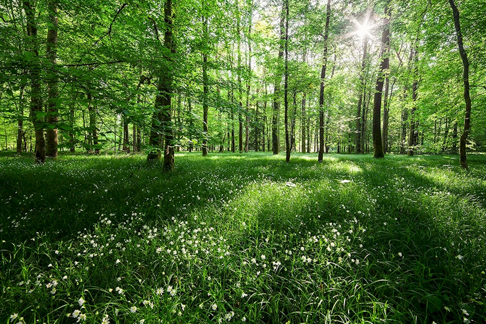 Bittsevsky Forest Polyana