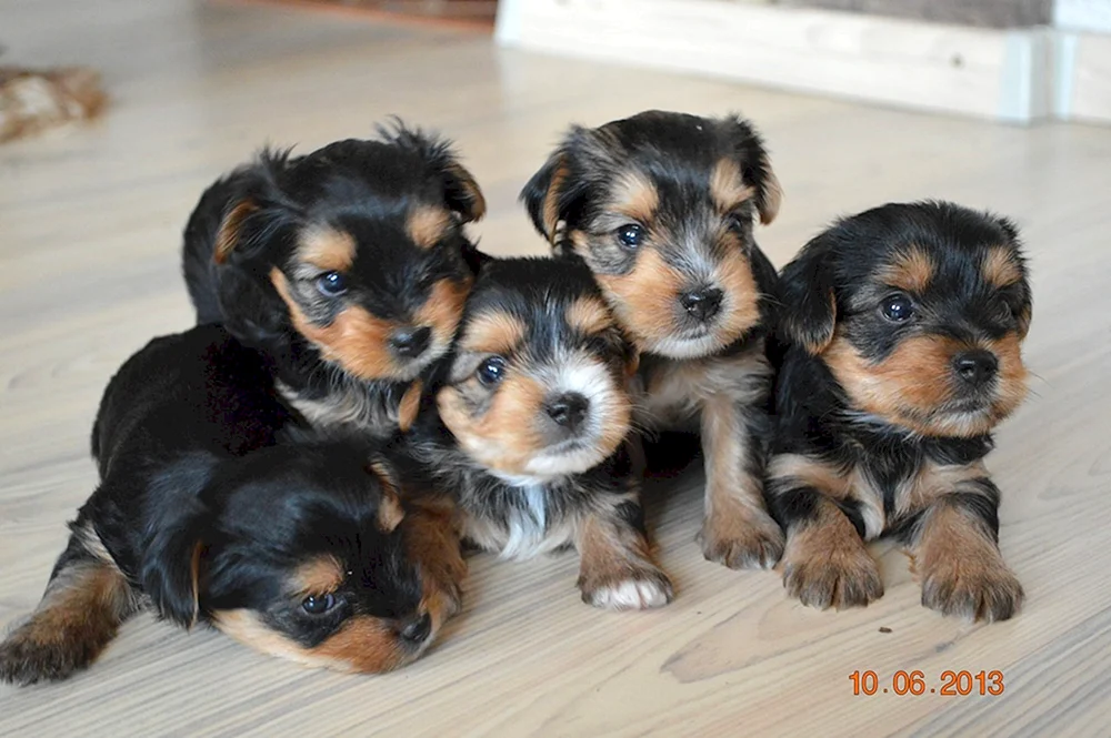 Yorkshire Terrier Mix