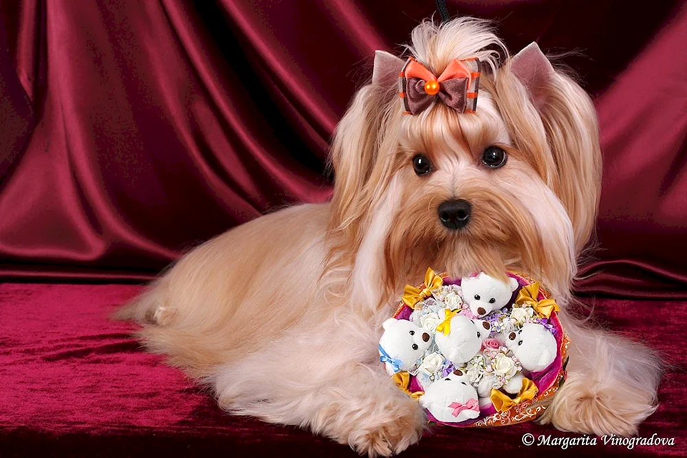 Yorkshire Terrier weiß