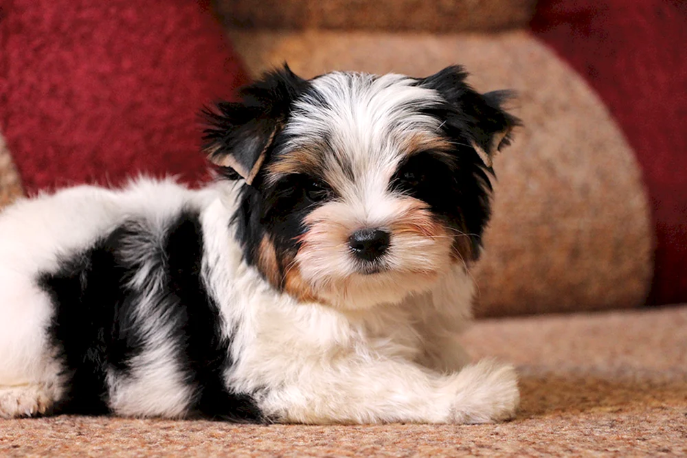 Golden Yorkshire Terrier