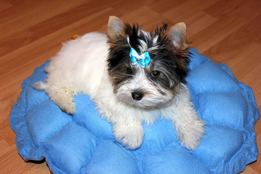 Yorkshire Terrier weiß