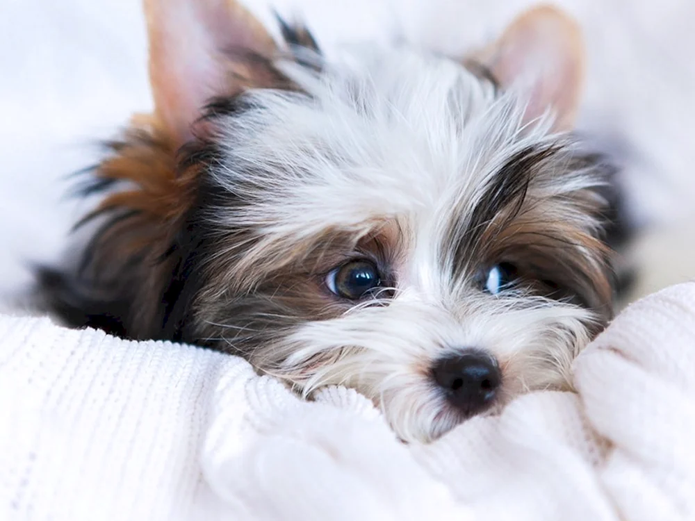 Beaver- Yorkshire Terrier