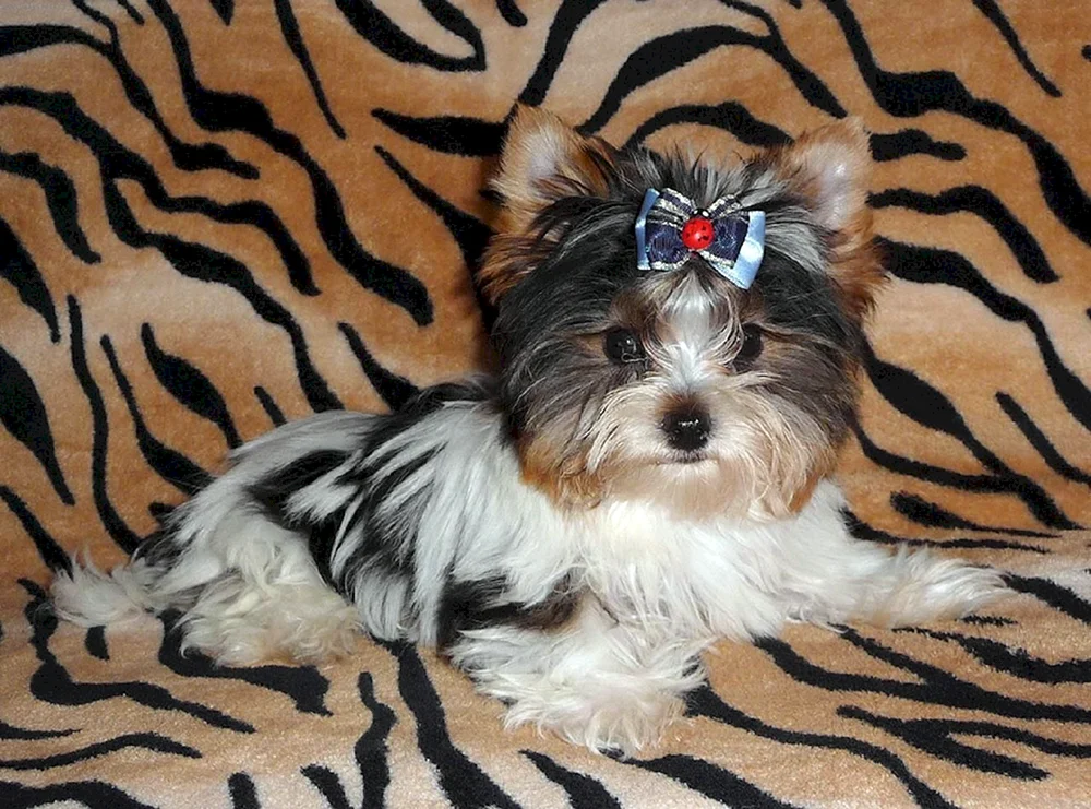 Beaver Yorkshire Terrier
