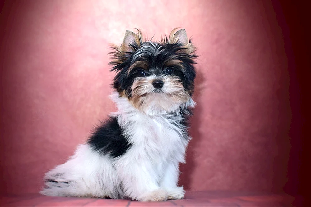Beaver Yorkshire Terrier