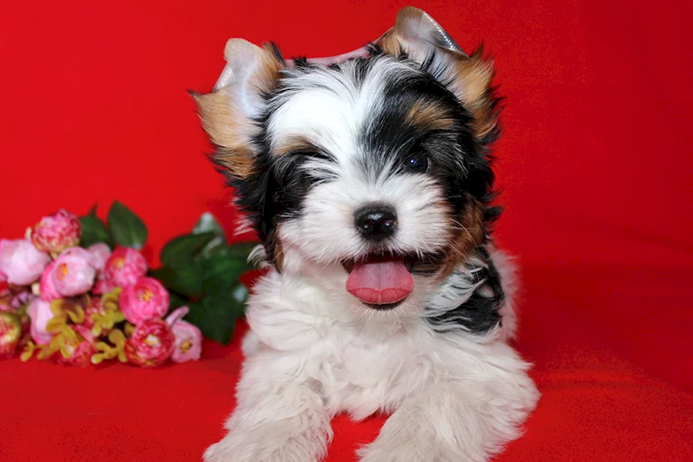 Highland White Terrier