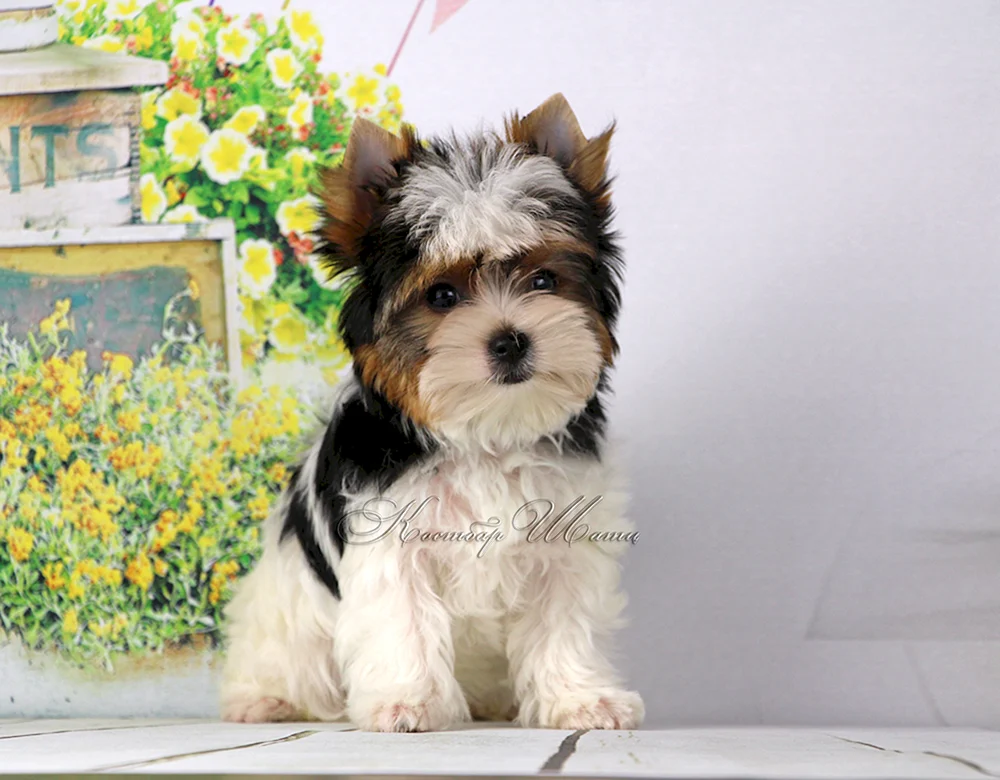 Beaver Terrier weiß