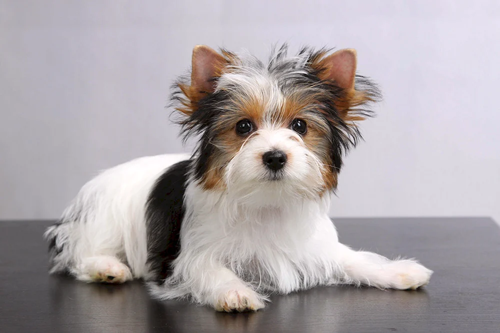 Beaver Terrier Rasse