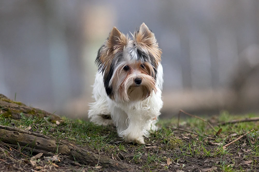Beaver-Yorkshire Terrier