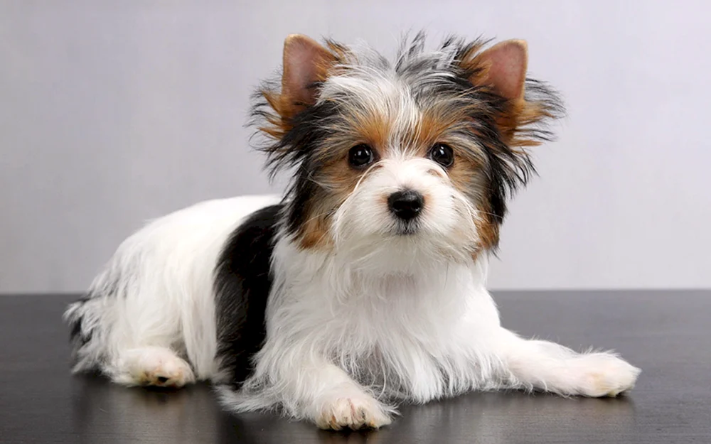 Biber- Yorkshire Terrier