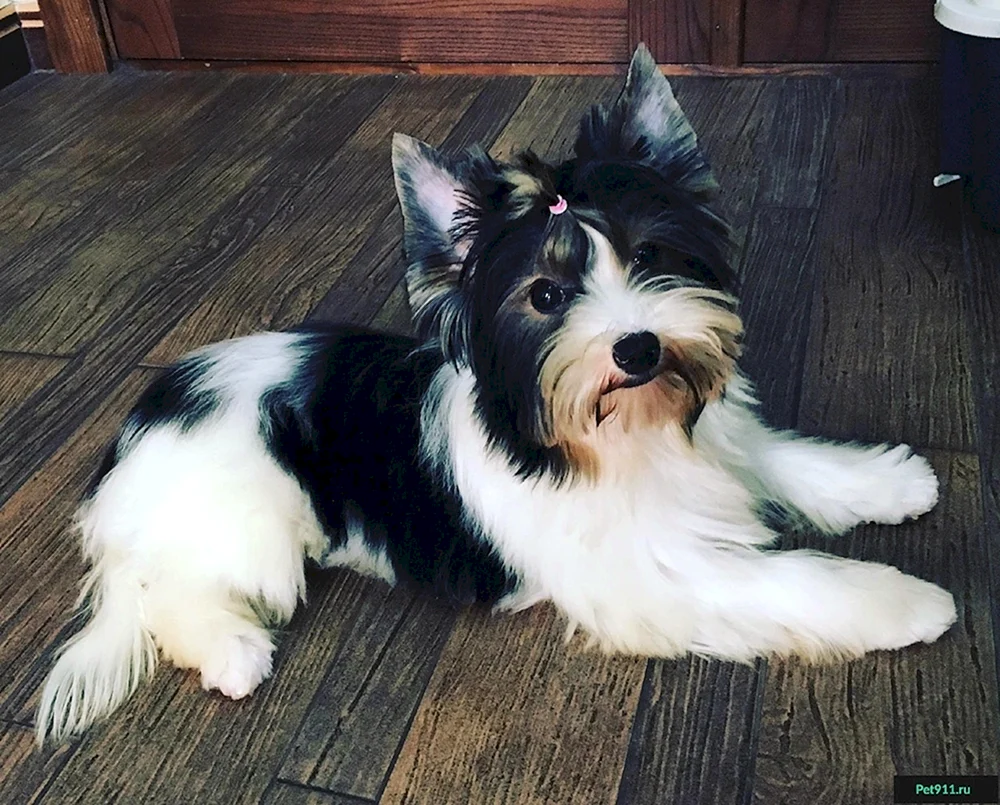 Yorkshire Terrier