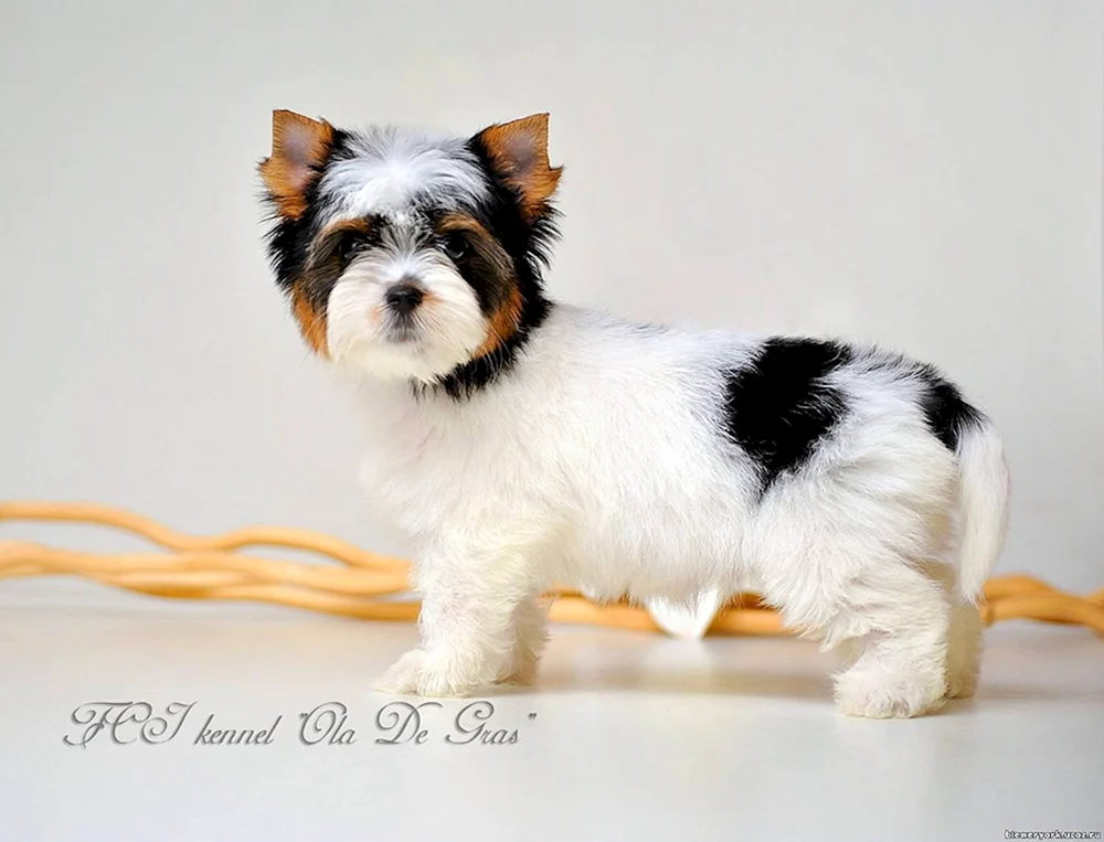 Yorkshire Terrier silber