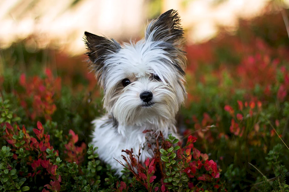 Bichon White Terrier