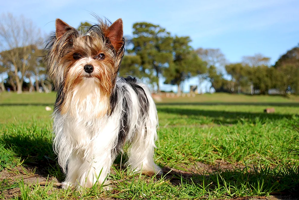 Beaver-Yorkshire Terrier schwarz